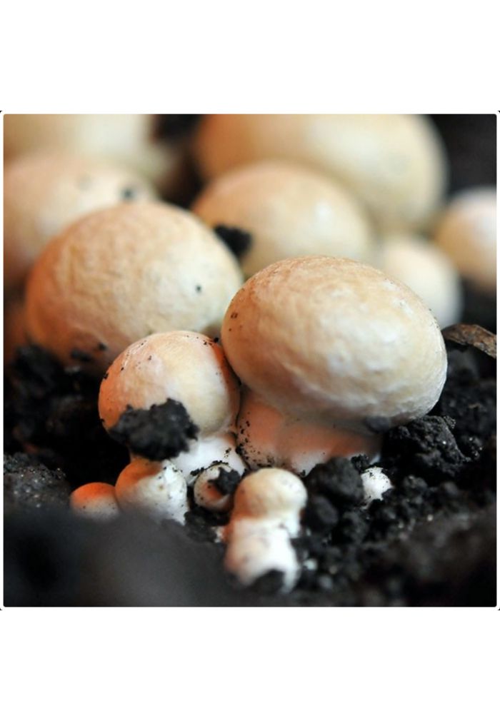Kit de culture pour champignons blancs de paris bio 30x27x16 cm