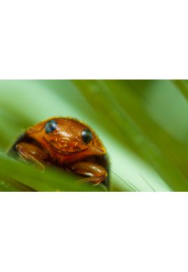 25 coccinelles anti cochenilles