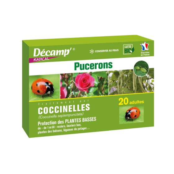 20 Adultes Coccinelles à 7 points