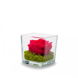 Verrine Genova 10 cm rose stabilisée