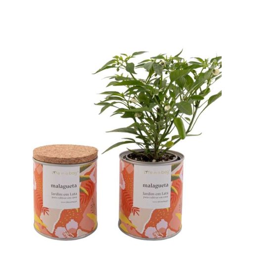 Jardin en boite Floral Piments