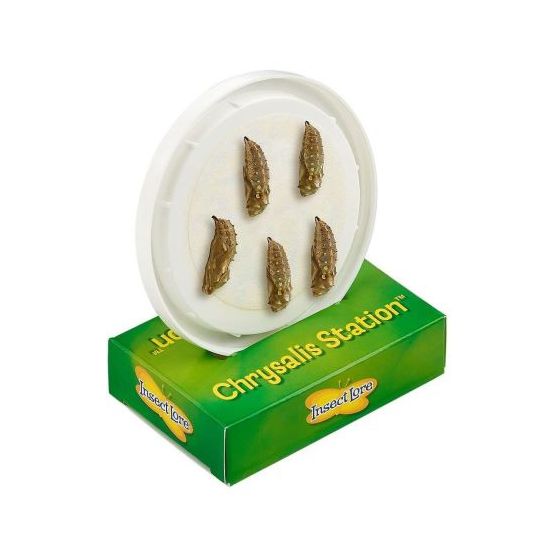 Lot de 3 à 5 chenilles et nourriture larves de papillons