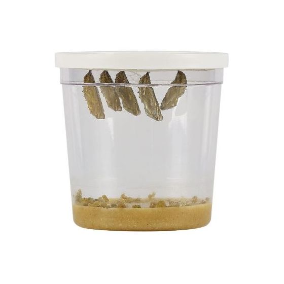 Lot de 3 à 5 chenilles et nourriture larves de papillons