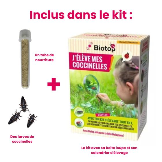Kit d'élevage de coccinelles