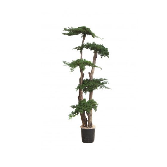 Arbre Juniperus stabilisé 160 CM