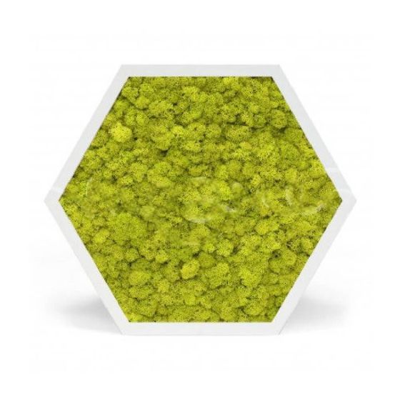 Tableau stabilisé hexagonal lichen vert citron