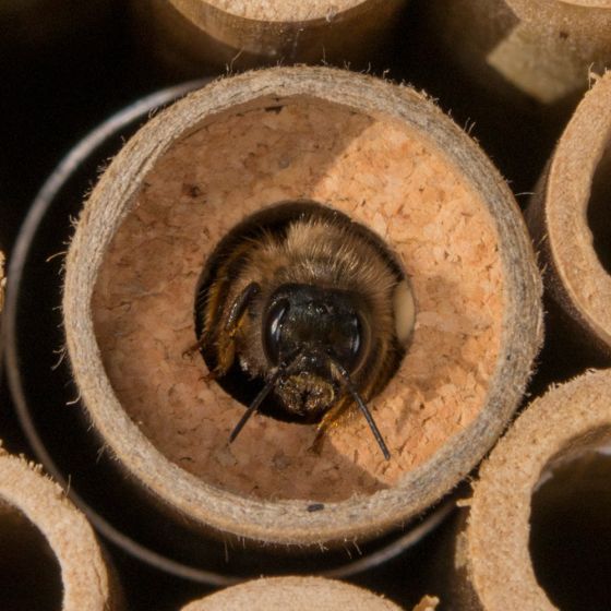 Cocons d'abeilles pollinisatrices (x20-30 env)