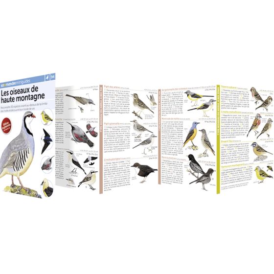 MINIGUIDE 94 LES OISEAUX DE HAUTE MONTAGNE