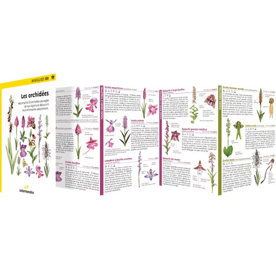 Miniguide 101 - Les orchidées
