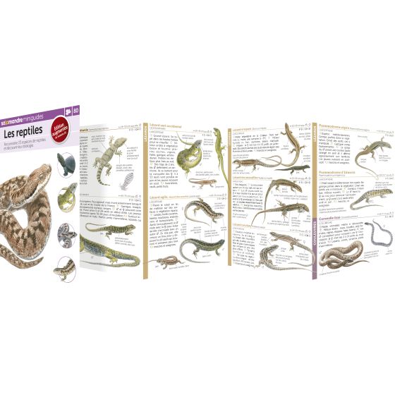 MINIGUIDE 80 LES REPTILES