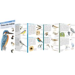 MINIGUIDE 68 OISEAUX DES RIVIERES