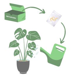 Nématodes anti vers Blancs, otyorinques et hannetons 1M - 2m 2