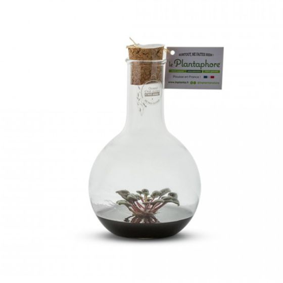 Plantaphore Ballon 500 ml noir - St Paulia