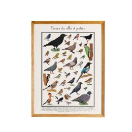 Poster les Oiseaux des jardins 50 x 70 cm