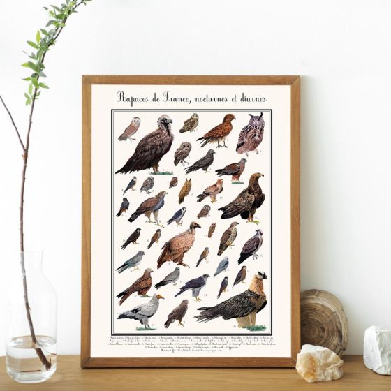 Poster rapaces diurnes 50 x 70 cm