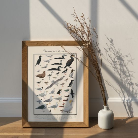 Poster Oiseaux marins 50 x 70 cm