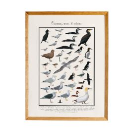 Poster Oiseaux marins 30 x 40 cm