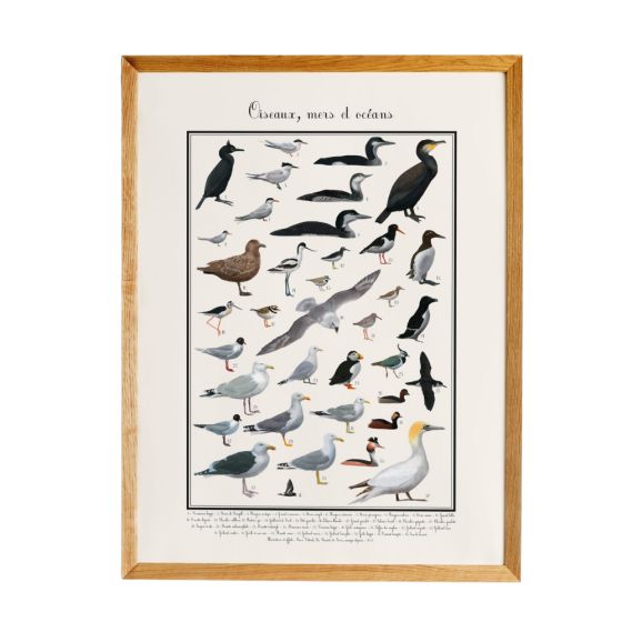 Poster Oiseaux marins 30 x 40 cm