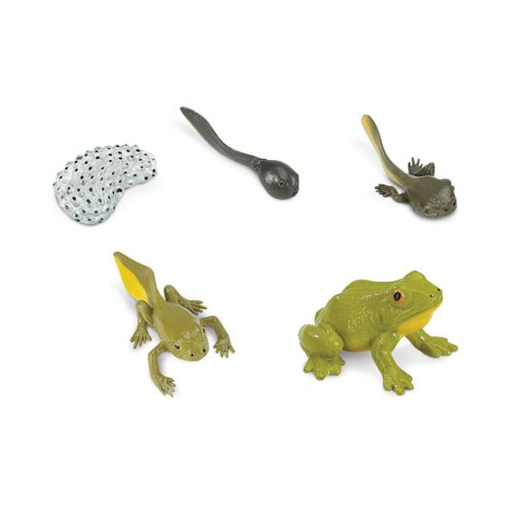 Figurines Cycle de vie - Grenouille