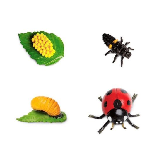 Figurines Cycle de vie - Coccinelles