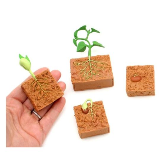 Figurines Cycle de vie - Plante de haricot vert