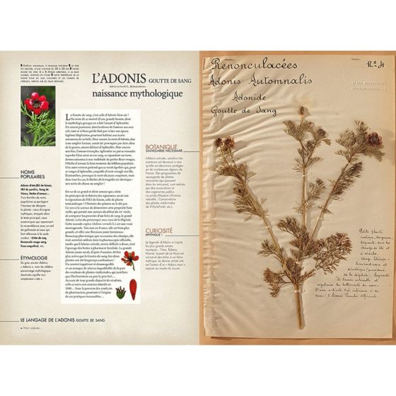 L'herbier oublié
