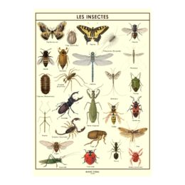 Poster Les insectes