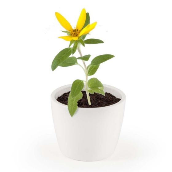 Pot de culture en céramique - Tournesol Bio - 8 cm