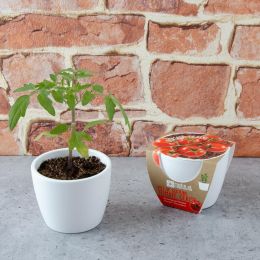 Pot de culture en céramique - Tomates Cerise bio - 8 cm