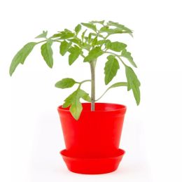 Pot en cloche - Tomate cerise