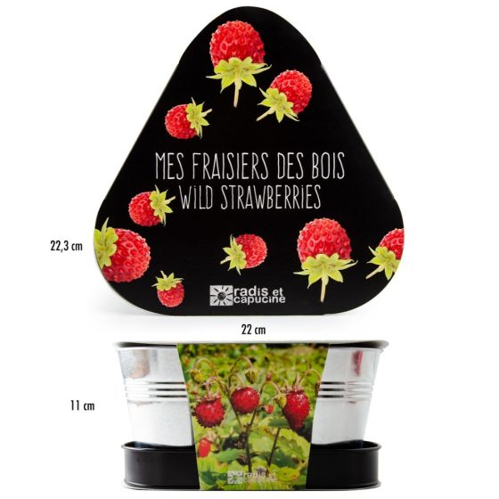 Plateau trio pots zinc - Fraisier des bois