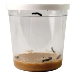 Kit D'élevage De Papillons Pour écoles - 33 Chenilles Incluses, Marque Insectlore, Neuf