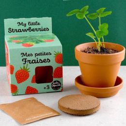 Kit plantation - Fraisier - 8cm