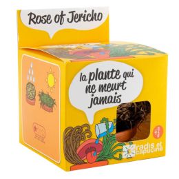 Pot avec coupelle - Rose de Jericho - 8 cm