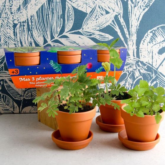 Trio 3 pots - Plantes magiques à semer