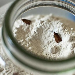Trichogrammes mites alimentaires par 12 diffuseurs