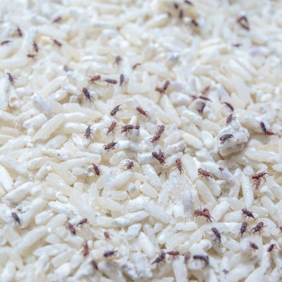 Trichogrammes anti-mites alimentaires - 12 diffuseurs