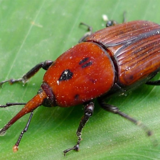 Nématodes utiles spécial palmier (25M)