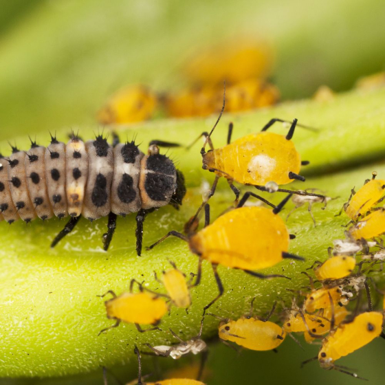 30 larves coccinelles anti-pucerons - Coccilaure