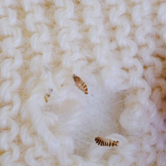 Trichogrammes anti-mites des vêtements - 4 diffuseurs