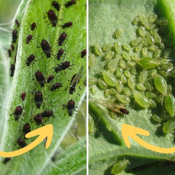 20 coccinelles adultes anti-pucerons - Coccifly
