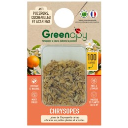 100 larves chrysopes anti-pucerons, cochenilles et acariens