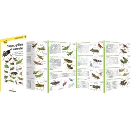 Miniguide 127 - Criquets, grillons et sauterelles