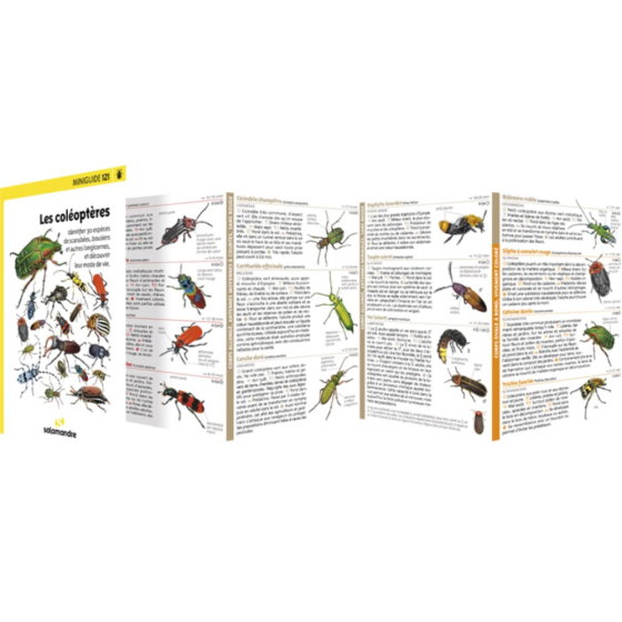 Miniguide 121 - Les coléoptères