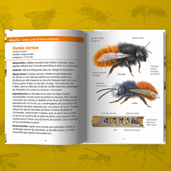 Les petits livres de la nature - Abeilles et guêpes