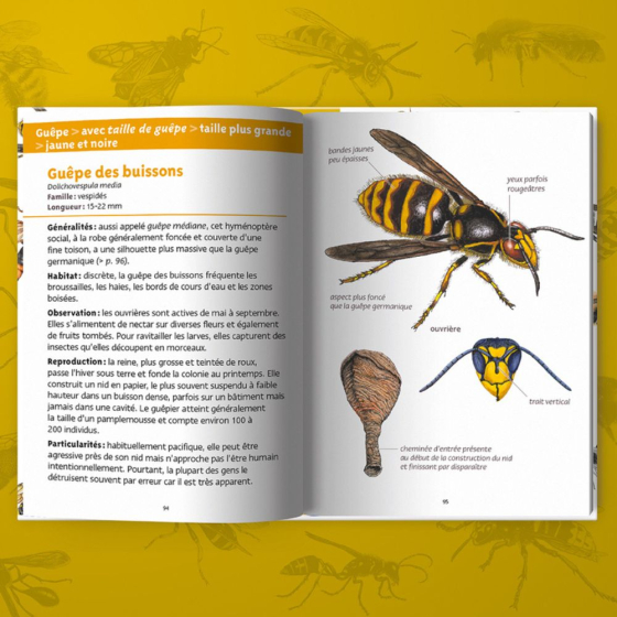 Les petits livres de la nature - Abeilles et guêpes