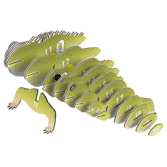 Tuatara – Eugy 3D
