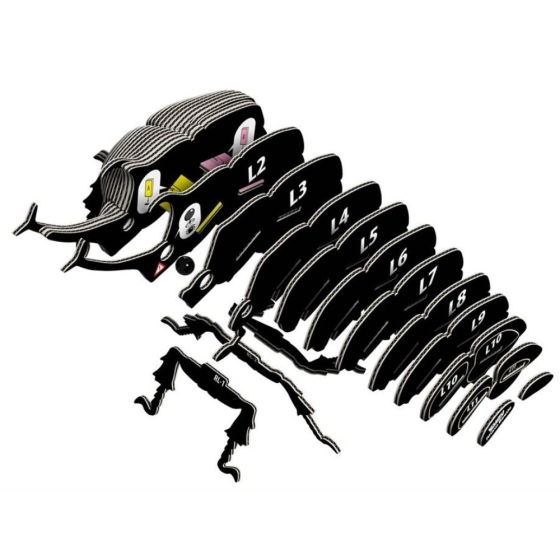 Scarabée rhinocéros – Eugy 3D