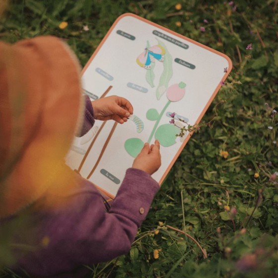 Jeu magnétique Cycle de vie du Papillon