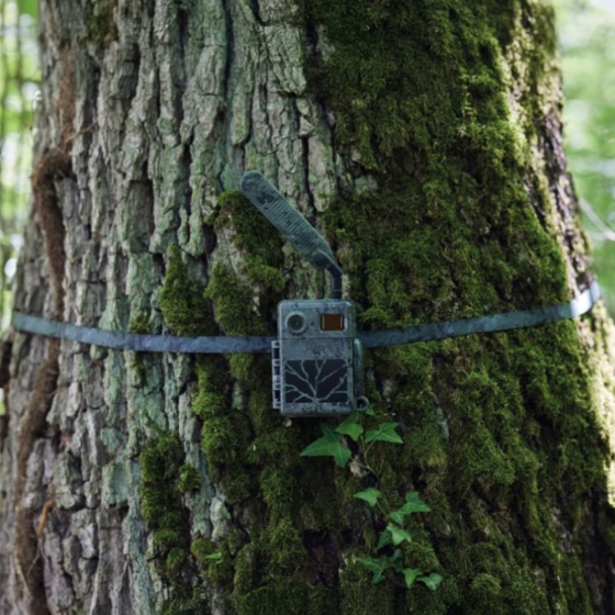 Sangles de fixation d'arbre x 2 - ZEISS secacam